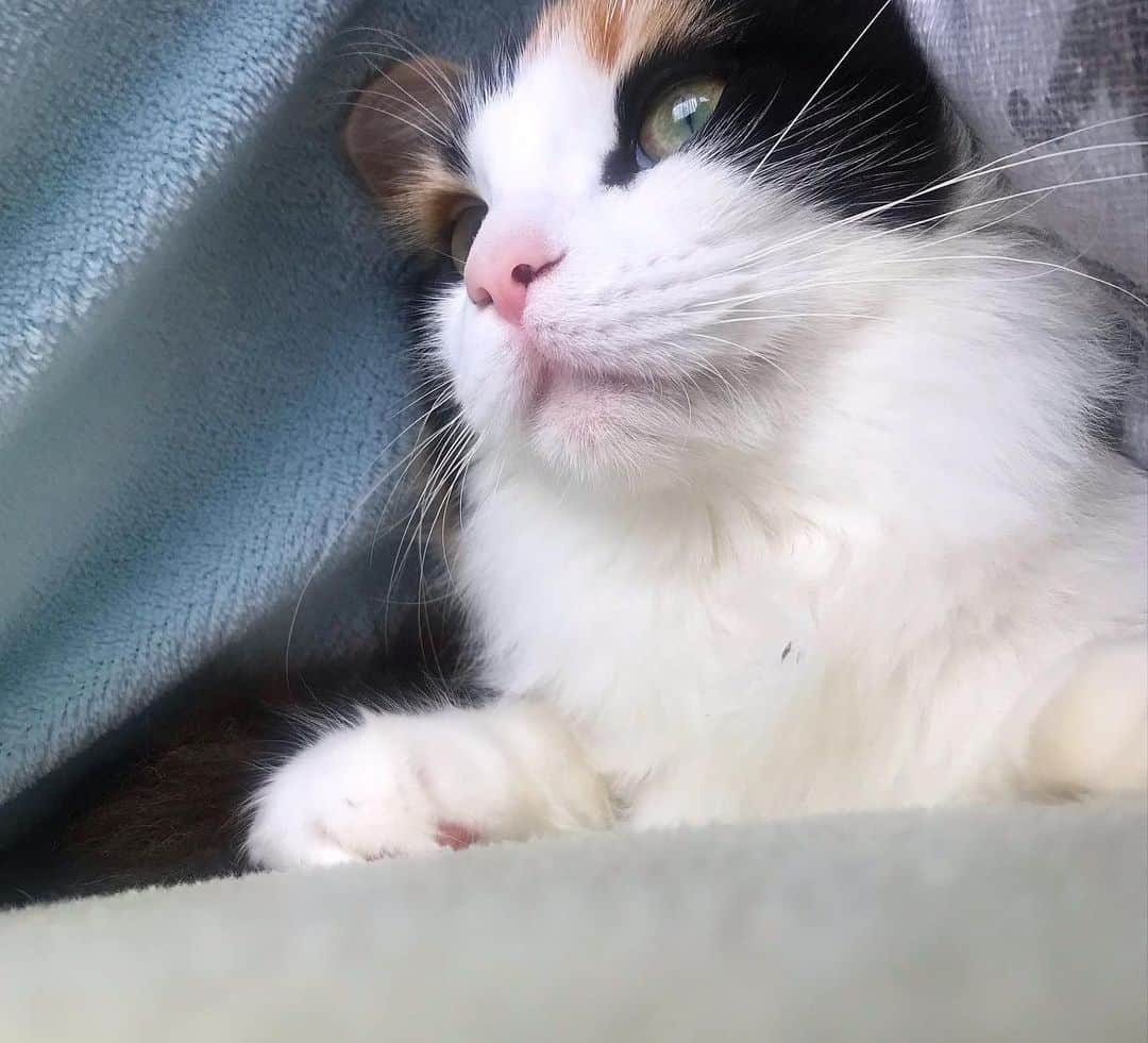 みきもと凜のインスタグラム：「最近の猫ーズ。」