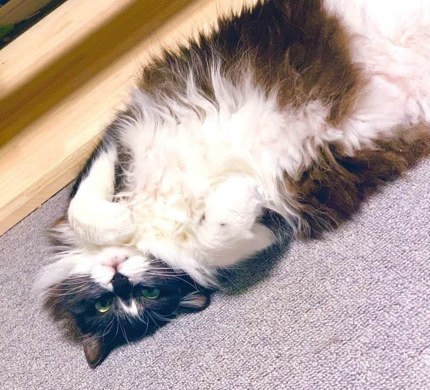 みきもと凜さんのインスタグラム写真 - (みきもと凜Instagram)「最近の猫ーズ。」4月29日 14時13分 - rinmikirinrin