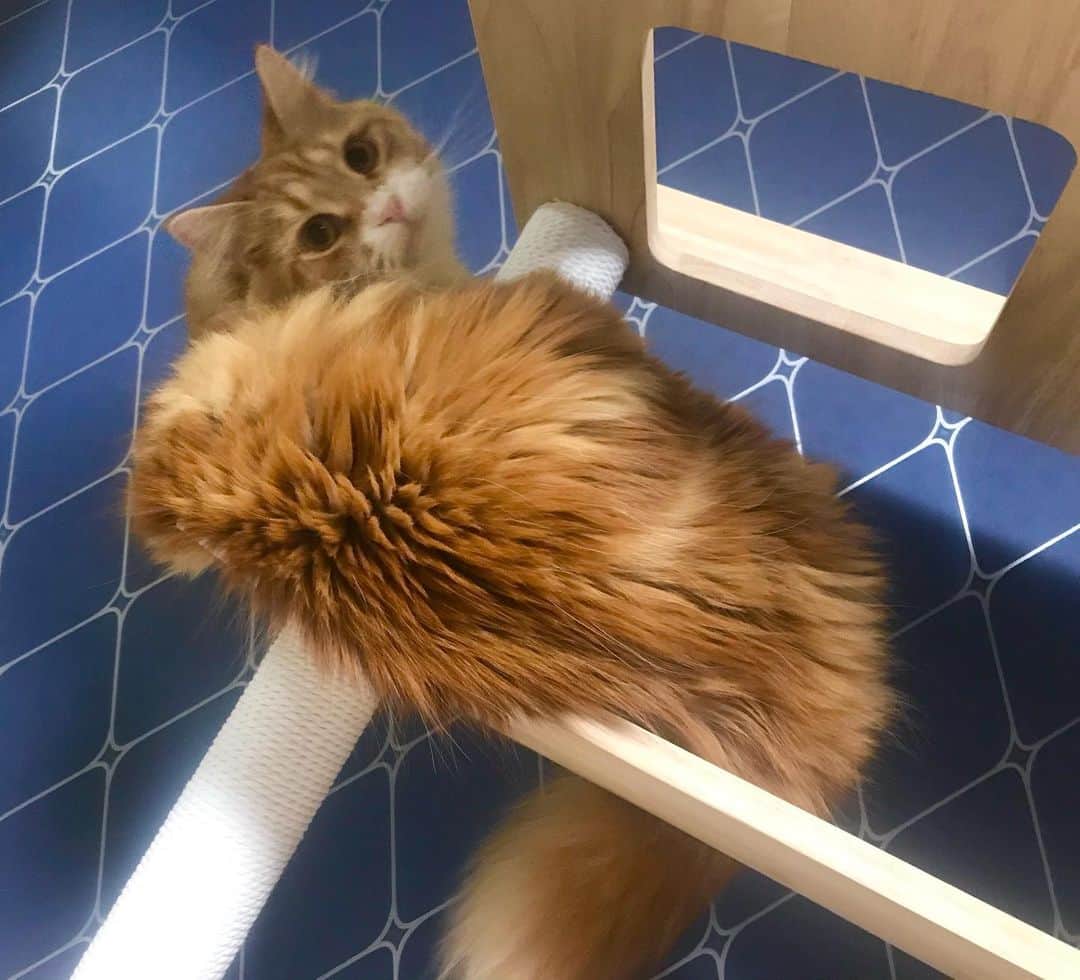みきもと凜さんのインスタグラム写真 - (みきもと凜Instagram)「最近の猫ーズ。」4月29日 14時13分 - rinmikirinrin