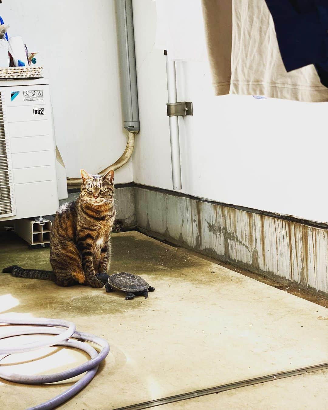 相原コージさんのインスタグラム写真 - (相原コージInstagram)「猫と亀。　#ねこ  #かめ  #cat #tortoise」4月29日 14時46分 - kojiaihara