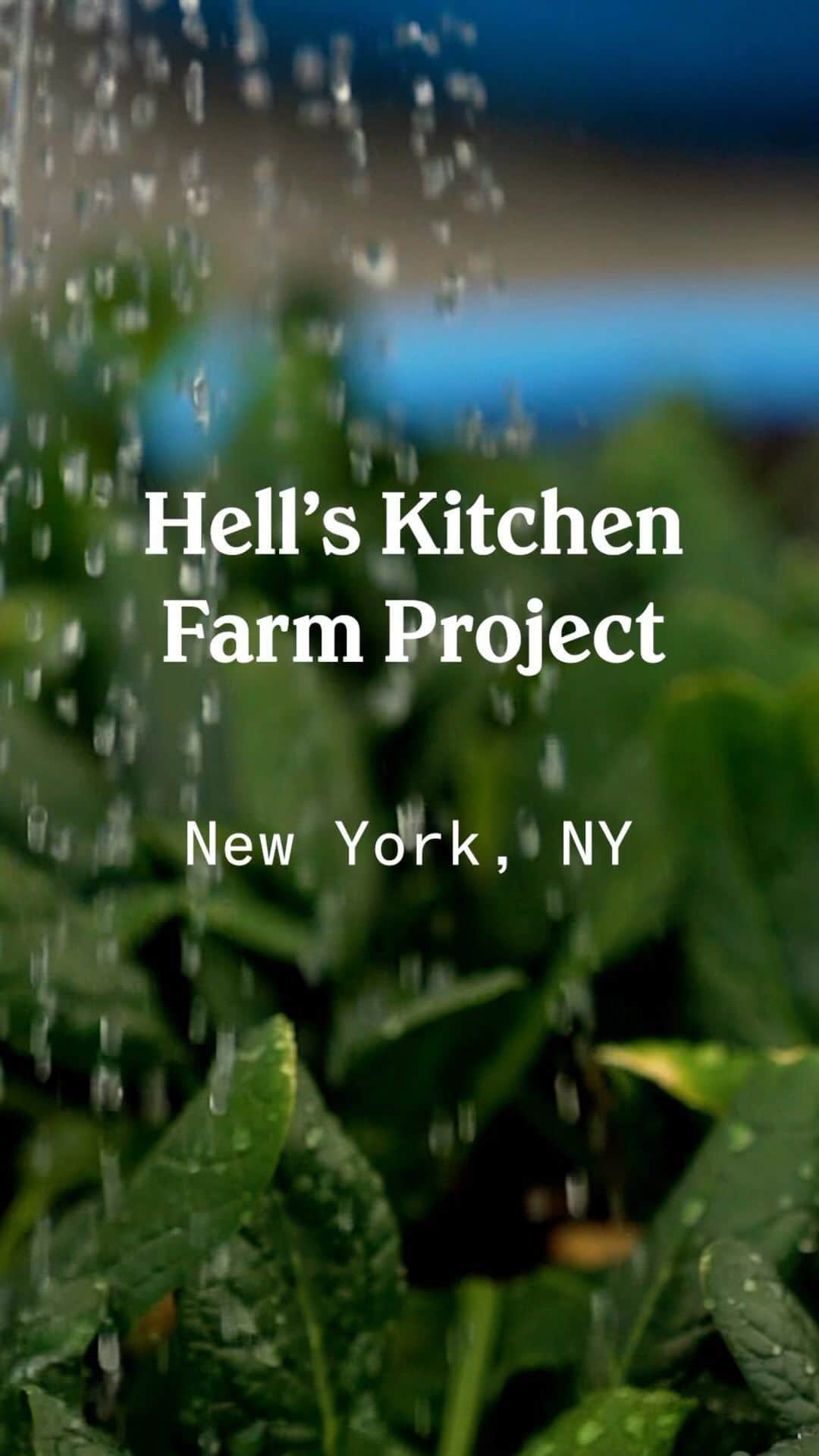 Chobaniのインスタグラム：「The Hell’s Kitchen Farm Project is on a mission to foster a more food secure community. The harvest from the rooftop farm supplies a food pantry at street level with almost 500 pounds of fresh produce each season. Tiffany Triplett Henkel, a founding member of the Hell’s Kitchen Farm Project, has worked with a dedicated group of volunteers to provide access to healthy, nutritious food for the 1,300 people who utilize the program each year for the last 14 years. Visit @hkfarmproject to learn more about how you can get involved and support their efforts to address food security in NYC’s Hell’s Kitchen neighborhood.」