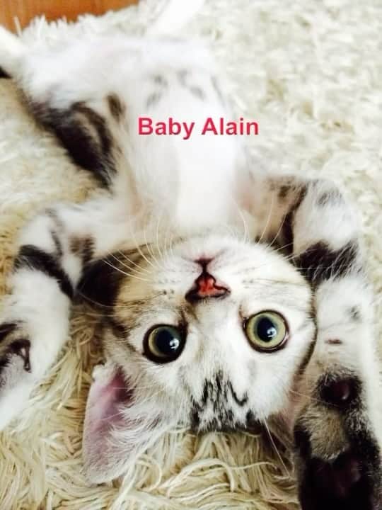 Alain アランのインスタグラム