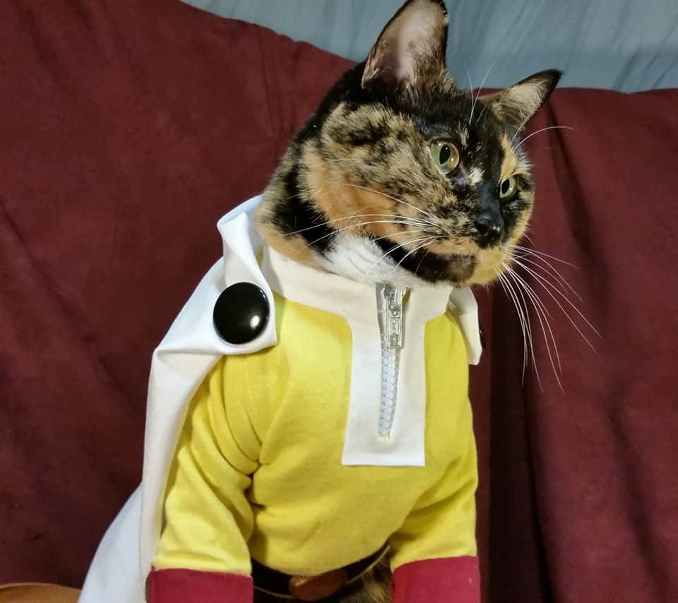 猫コスプレさんのインスタグラム写真 - (猫コスプレInstagram)「Just a cat who's a Hero for fun.  #SuperHeroDay #OnePunchMan  . . . . #saitama #opm #opmcosplay #OnePunchMancosplay #saitamacosplay #catcosplay #cosplay #cosplayer #cat #catcostume #catsinclothes #petclothes #PetCostume #anime #animecosplay #nationalsuperheroday」4月29日 6時30分 - cat_cosplay