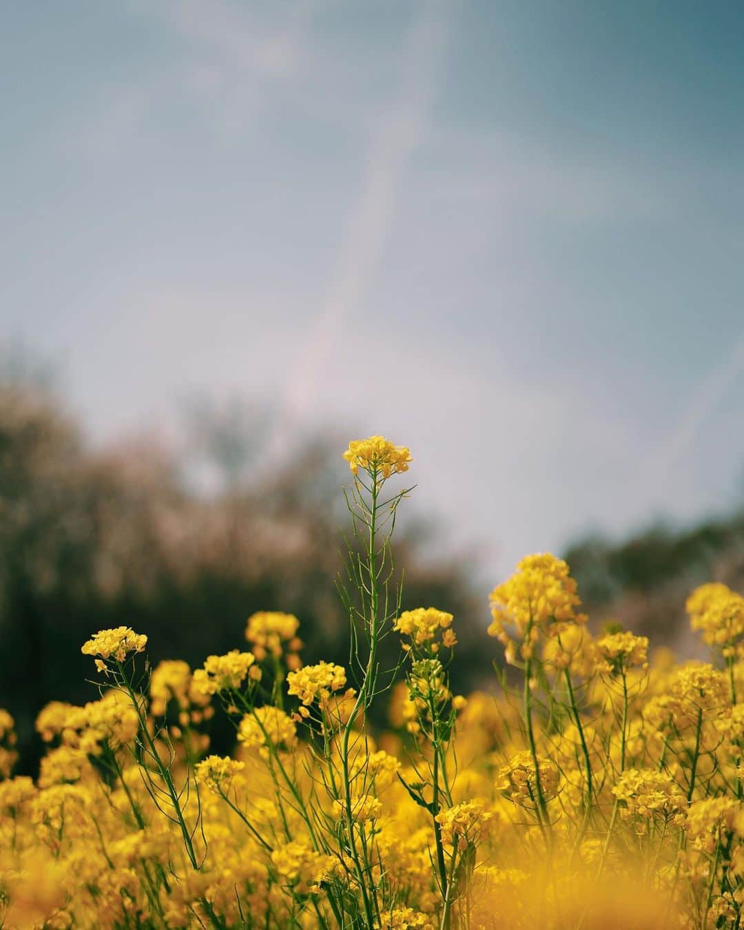 ima_ju / Jun Iのインスタグラム：「: : Tall One of Nature, Tall One of Art : : Natureの対義語語はArtらしい。一瞬しっくりこないんだけどググるとこの場合のArtは「人間が自然に手を加えたもの」の趣旨のようです。「人工的」の形容詞が“artificial”なだけに、そう言われれば仕方ない。 そして自身の素敵な “一番” も、この休みにとりましょうね、よい連休を！ : : ::」