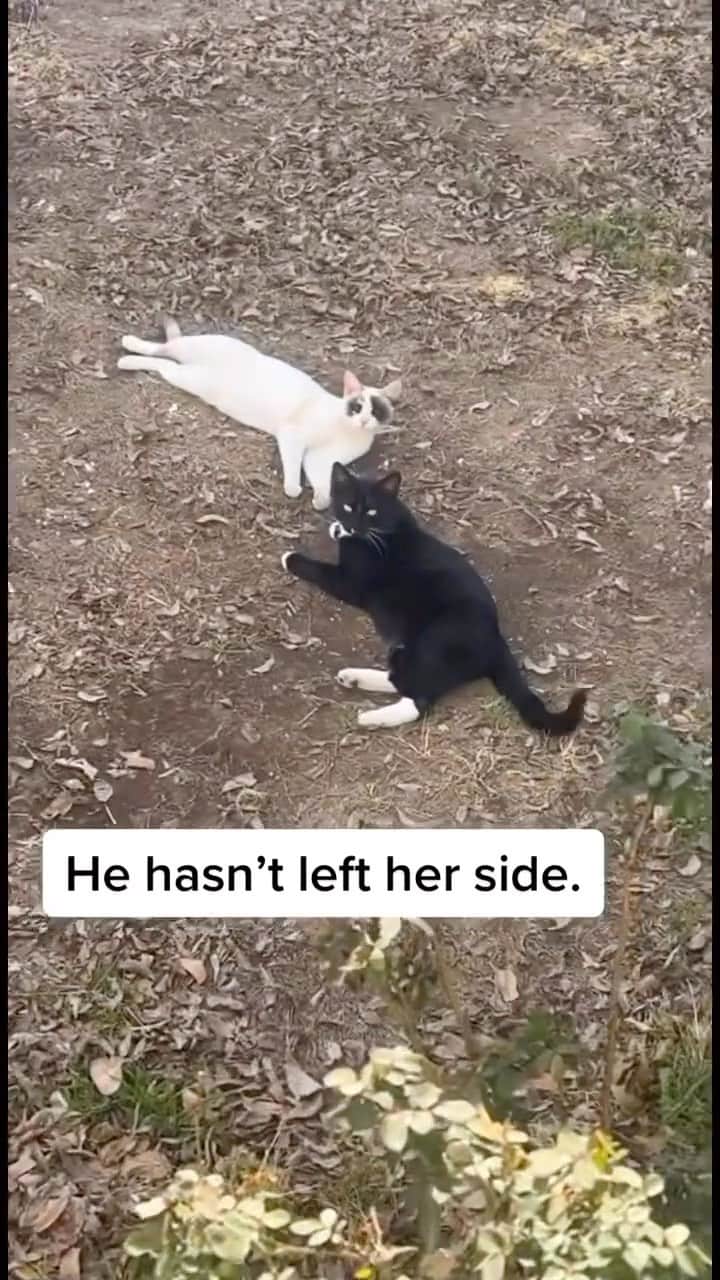 Cute Pets Dogs Catsのインスタグラム