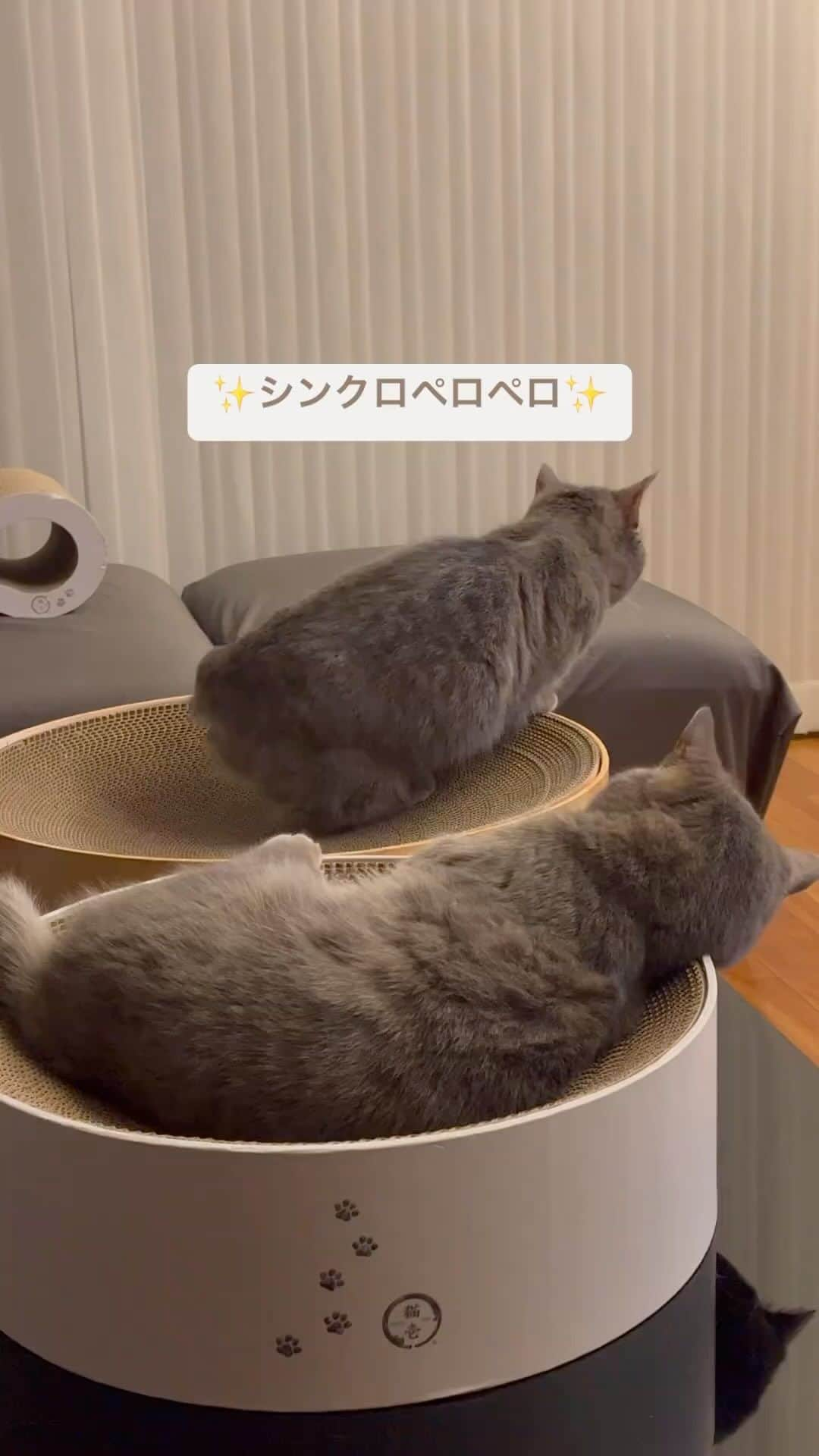 猫壱（ねこいち•ネコイチ）のインスタグラム：「シンクロ🐾 仲良しだから一緒に始めちゃったのかな🥺❤︎  @cocoharu_413 さん お写真をありがとうございました😊 お写真の商品はバリバリボウルでした🐱  :::::::::猫壱 :::::::   猫壱商品を使ってくれている写真や動画に【猫壱写真館】のハッシュタグをつけてポストしてください✨  猫壱SNSなどでリポスト・紹介されるかも？！  猫壱HPにも掲載されるチャンスも🥺  ぜひ皆さんハッシュタグをつけてポストしてくださいね🥺    @necoichicojp のハイライトから応募要項をチェックして是非ご応募くださいね❤   Reproduction is  prohibited.  ...........................................................................  #猫壱写真館  #猫壱 #necoichi ...........................................................................」