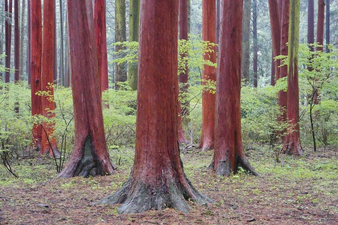 Michael Yamashitaさんのインスタグラム写真 - (Michael YamashitaInstagram)「Have you ever seen a red tree forest? Neither have I till I visited Fuji Sengen Shrine at the base of Mt. Fuji, surrounded by an old cedar forest. Selected trees are stripped of their bark which are used as tiles for the shrine, hence their red color. This is a fully sustainable process as the bark eventually grows back. #cedarforest #cedartree #cedarbark #mtfuji #fujisengenshrine #fujiyoshida #fujisan @sparkphotography.jp @irablockphoto @compassroseexpeditions」4月29日 7時47分 - yamashitaphoto