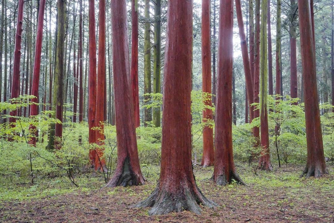 Michael Yamashitaさんのインスタグラム写真 - (Michael YamashitaInstagram)「Have you ever seen a red tree forest? Neither have I till I visited Fuji Sengen Shrine at the base of Mt. Fuji, surrounded by an old cedar forest. Selected trees are stripped of their bark which are used as tiles for the shrine, hence their red color. This is a fully sustainable process as the bark eventually grows back. #cedarforest #cedartree #cedarbark #mtfuji #fujisengenshrine #fujiyoshida #fujisan @sparkphotography.jp @irablockphoto @compassroseexpeditions」4月29日 7時47分 - yamashitaphoto