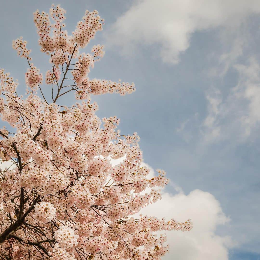 NikonUSAさんのインスタグラム写真 - (NikonUSAInstagram)「April showers are said to bring May flowers? 🌸 All we know is the past month definitely brought us amazing content from the Nikon community. Check it out 📸    🌸 @1s_pho1os, Nikon Z 5 + NIKKOR Z 24-50mm f/4-6.3 🌅@DreamCapturedImages, Nikon Z 7II + NIKKOR Z 14-24mm f/2.8 S 🐟 @gjallarhorn_productions, Nikon Z 6II + NIKKOR Z MC 105mm f/2.8 VR S  🌊 @ashley.stidham.pho, Nikon Z 7II + NIKKOR Z 14-24mm f/2.8 S ⚫️ @robertsilverphotography, Nikon Z 9 + NIKKOR Z 24-70mm f2.8 S 🐶  @islandpawsphotography, Nikon Z 6II + NIKKOR Z 85mm f/1.4 S 💐 @McWardImages, Nikon Z 7II + NIKKOR Z 24-70mm f/4 S   #NikonNoFilter #Nikon #NIKKORZ #Z5 #Z6II #Z7II #Z9 #Wildlife #LandscapePhotography #cherryblossoms」4月29日 8時13分 - nikonusa