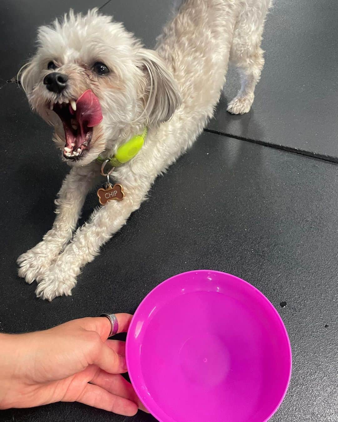 ヘレン・マロウリスのインスタグラム：「Human forgot to bring her water container to practice today.. should I share mine with her or no?」