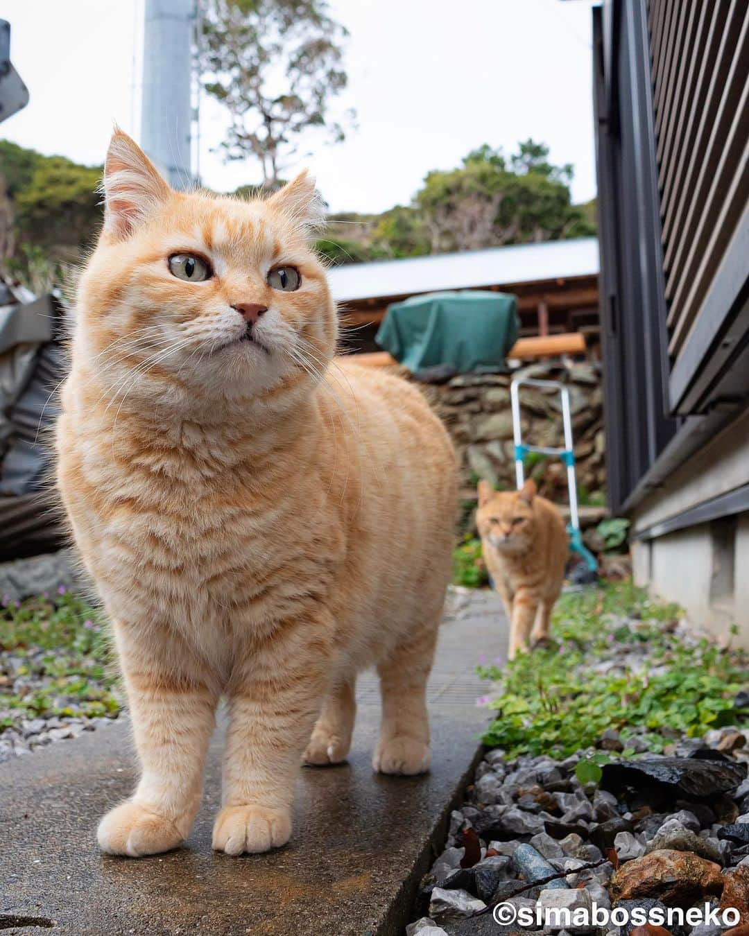 simabossnekoさんのインスタグラム写真 - (simabossnekoInstagram)「・ にゃんとも可愛い猫さんです😸💓 Sachi is so sweet❣️ Swipeしてね←←🐾  5枚目の投稿は動画です。 The 5th posts are videos.  GWスタート、中盤はいいお天気になりそうです。 良い連休をお過ごしください☺️  ・ #しまねこ #島猫 #ねこ #にゃんすたぐらむ #猫写真 #cats_of_world #catloversclub #pleasantcats #catstagram #meowed #ig_japan #lumixg9」4月29日 8時57分 - simabossneko