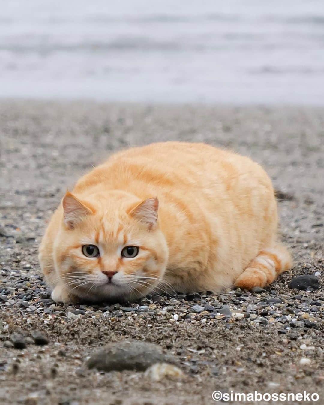simabossnekoさんのインスタグラム写真 - (simabossnekoInstagram)「・ にゃんとも可愛い猫さんです😸💓 Sachi is so sweet❣️ Swipeしてね←←🐾  5枚目の投稿は動画です。 The 5th posts are videos.  GWスタート、中盤はいいお天気になりそうです。 良い連休をお過ごしください☺️  ・ #しまねこ #島猫 #ねこ #にゃんすたぐらむ #猫写真 #cats_of_world #catloversclub #pleasantcats #catstagram #meowed #ig_japan #lumixg9」4月29日 8時57分 - simabossneko