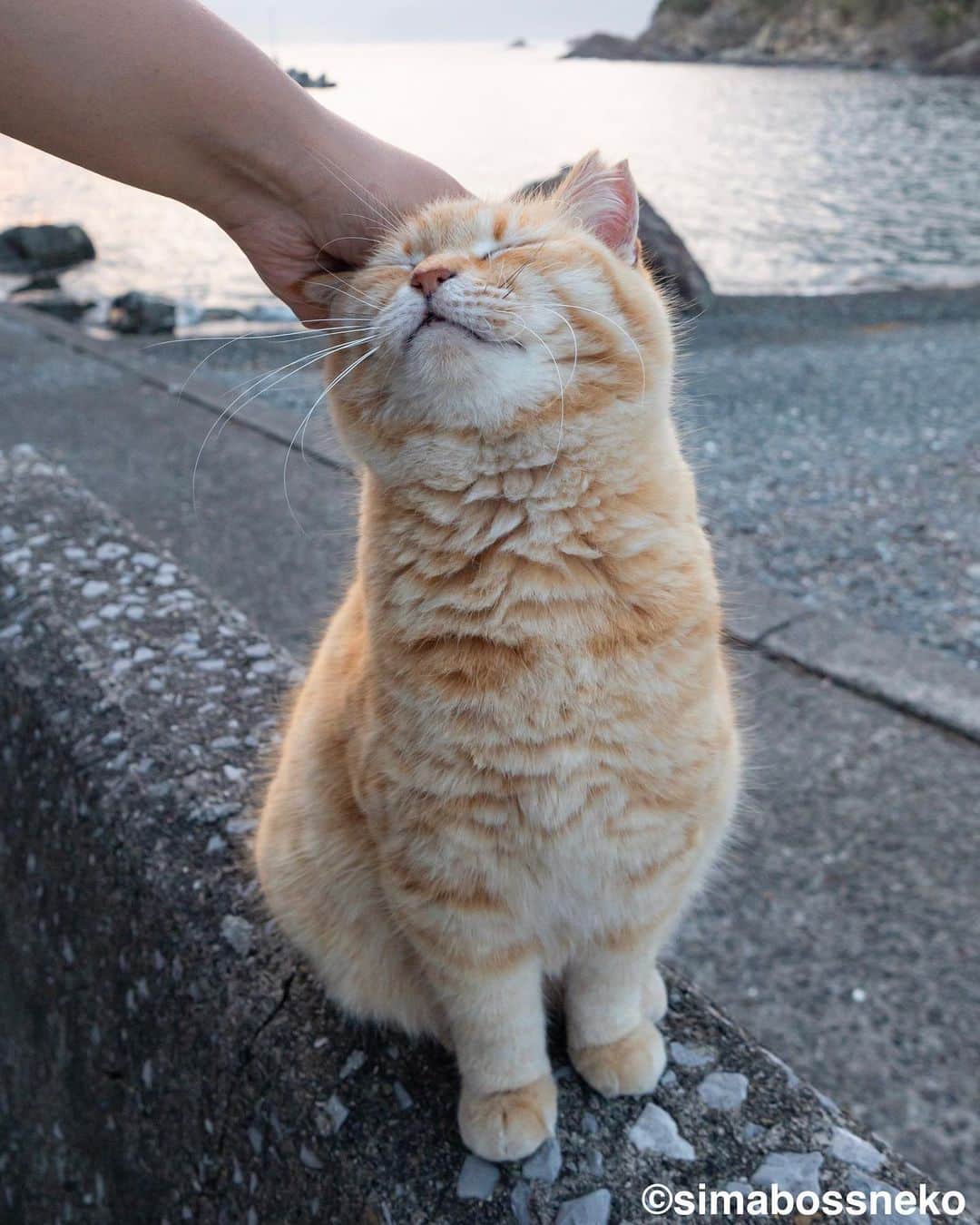 simabossnekoさんのインスタグラム写真 - (simabossnekoInstagram)「・ にゃんとも可愛い猫さんです😸💓 Sachi is so sweet❣️ Swipeしてね←←🐾  5枚目の投稿は動画です。 The 5th posts are videos.  GWスタート、中盤はいいお天気になりそうです。 良い連休をお過ごしください☺️  ・ #しまねこ #島猫 #ねこ #にゃんすたぐらむ #猫写真 #cats_of_world #catloversclub #pleasantcats #catstagram #meowed #ig_japan #lumixg9」4月29日 8時57分 - simabossneko