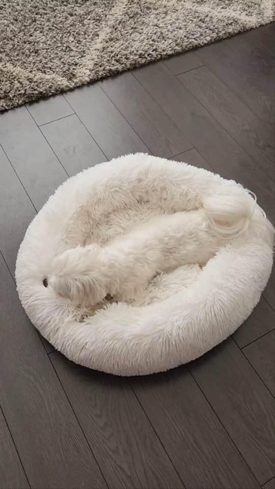 のインスタグラム：「Where is Theo???  #theothemaltese #maltese #puppy #dogsofinstagram #whereareyou #doggo #cutedog #furbaby #dogs」