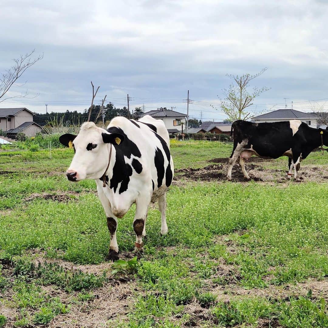 荒木麻里子さんのインスタグラム写真 - (荒木麻里子Instagram)「🐄エプロンをお借りして ハイ、チーズ🙌 . 北海道でチーズ作りを学んだ職人が作る こだわりのモッツァレラ。 お店のすぐ近くに牛さんが鎮座し、 フレッシュなミルクで添加物や保存料なしで作ります🐄🤍 溢れ出るミルク感が堪らないです！ . . 📍七富チーズ工房（ @nanatomi_cheese ） 🏠富士宮市下条487-1 📞070-8534-4772 🐄店頭販売は土日のみ💡 . . . #七富チーズ工房 #七富チーズ #チーズ好きにはたまらない #モッツァレラチーズ」4月29日 9時11分 - marilyn198612