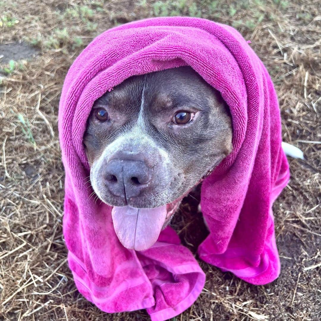 ギャビ・ガルシアのインスタグラム：「Banho e brincadeira de água são meus favoritos 🐶  #summervibes」