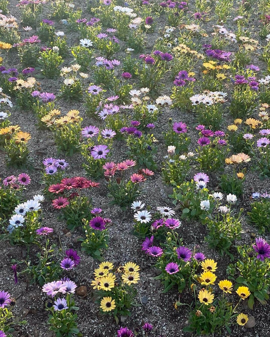 ダイン さんのインスタグラム写真 - (ダイン Instagram)「실컷 웃고 울고 , 눈에도 마음에도 (배에도) 둔둔하게 가득 차서 돌아온 여행🪷」4月29日 9時33分 - dainssong