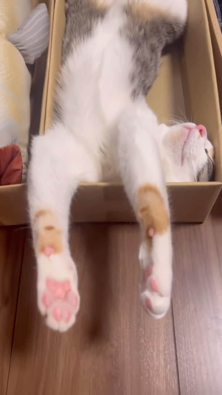Aww Clubのインスタグラム