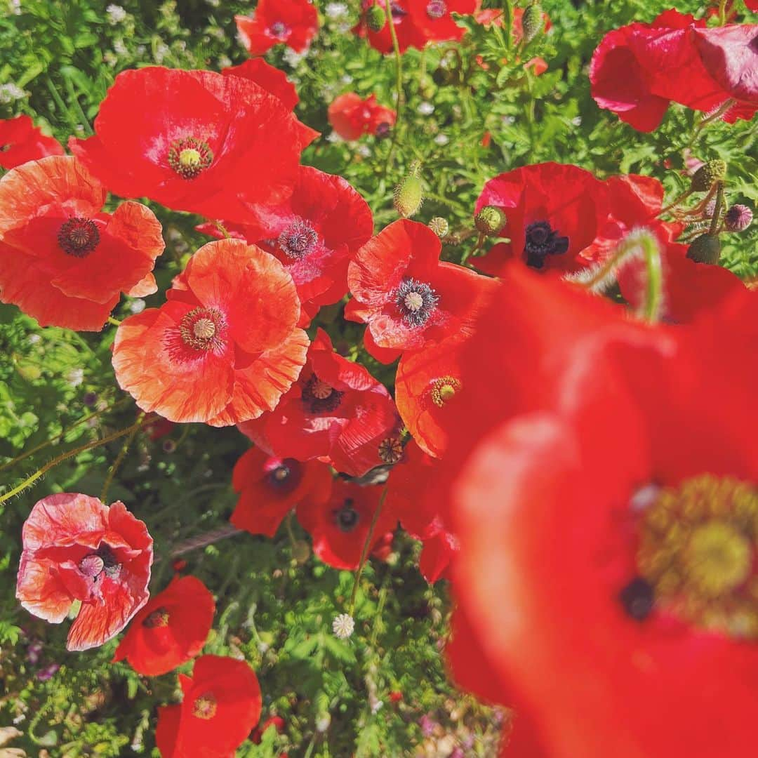 石野千尋のインスタグラム：「Love the beautiful color red of poppy flowers🫶🏻  風にゆらゆらと揺れるポピーが可愛くて、思わず立ち止まって撮影📱🌼忙しい日々の中でも、こういう瞬間を忘れず大切にしていきたいものです。  4月が一瞬で終わりましたね… 2人とも保育園に通いはじめ、時間差で風邪をひき、お鼻は常に🤧でています。いつ治るのかな、コレ。免疫できてどんどん強くなっていってると信じたい。笑  GWはちょっとゆっくりしたいな🤏 新生活、みなさんおつかれさまです！  #poppy #photographer #flower #photolife #iphone #flowerphotography #ポピー #写真 #shotbyiphone」