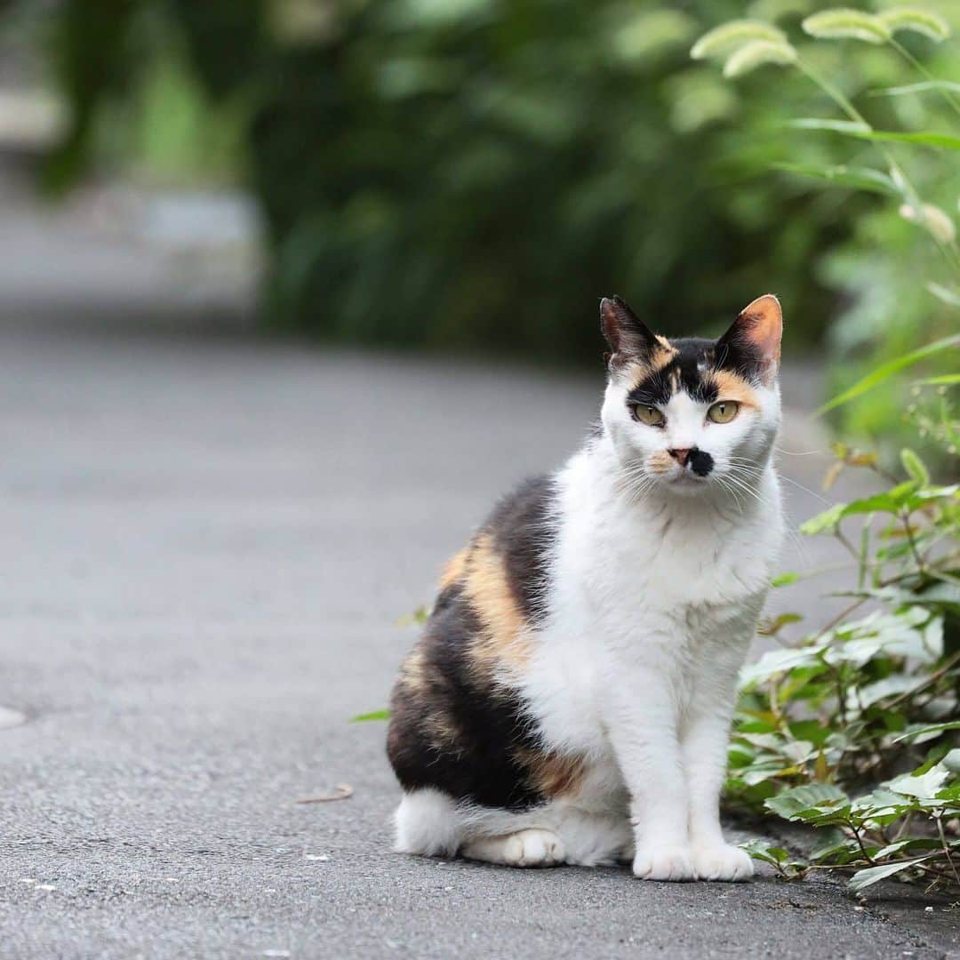 NEKOくらぶさんのインスタグラム写真 - (NEKOくらぶInstagram)「|| おはよ〜 @yapan12 さんの作品ですにゃ（＝ΦωΦ＝） * いいね！＆コメント大歓迎！！ * #nekoclub #NEKOくらぶ #Japan #Photo #写真 #日本 #cat #ネコ #ねこ #猫  Follow: @nekoclub_jpn * ▼【廣済堂出版共同企画】NEKOくらぶの皆さまとつくる「NEKOくらぶ写真集」、発売中♪（＝ΦωΦ＝） ※詳細は本アカウント「 @nekoclub_jpn 」のプロフィールに固定しているハイライトから * ※当アカウントでシェアさせていただいた作品は、東京カメラ部YouTubeアカウントでも投稿者様のお名前入りでご紹介させていただく場合があります。これらの使用に関して原則通知は行いませんので、予めご了承ください。 ※各種法令、マナー、関係者の指示に従った撮影をお願いします。 *Please ensure that your photography adheres to all relevant laws, etiquette, and instructions issued by authorized persons. ※本アカウントは東京カメラ部がFacebook、Instagramのサービスを利用して運営しているもので、Meta社・Instagramとは一切関係ありません。」4月29日 10時00分 - nekoclub_jpn