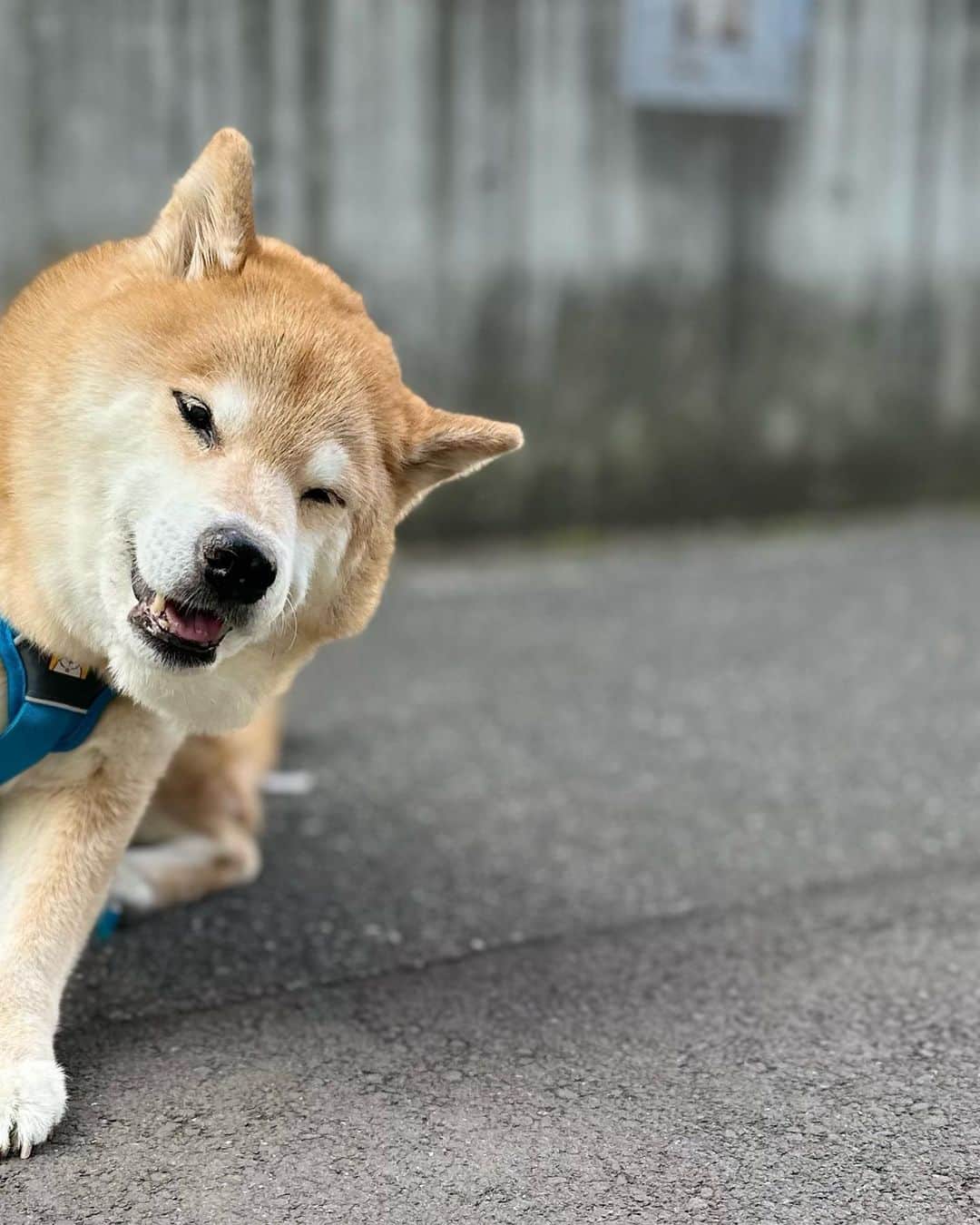 まる（まるたろう）のインスタグラム：「はい！ひょっこりはん|ω･`)ｺｿ  #ひょっこりまる」