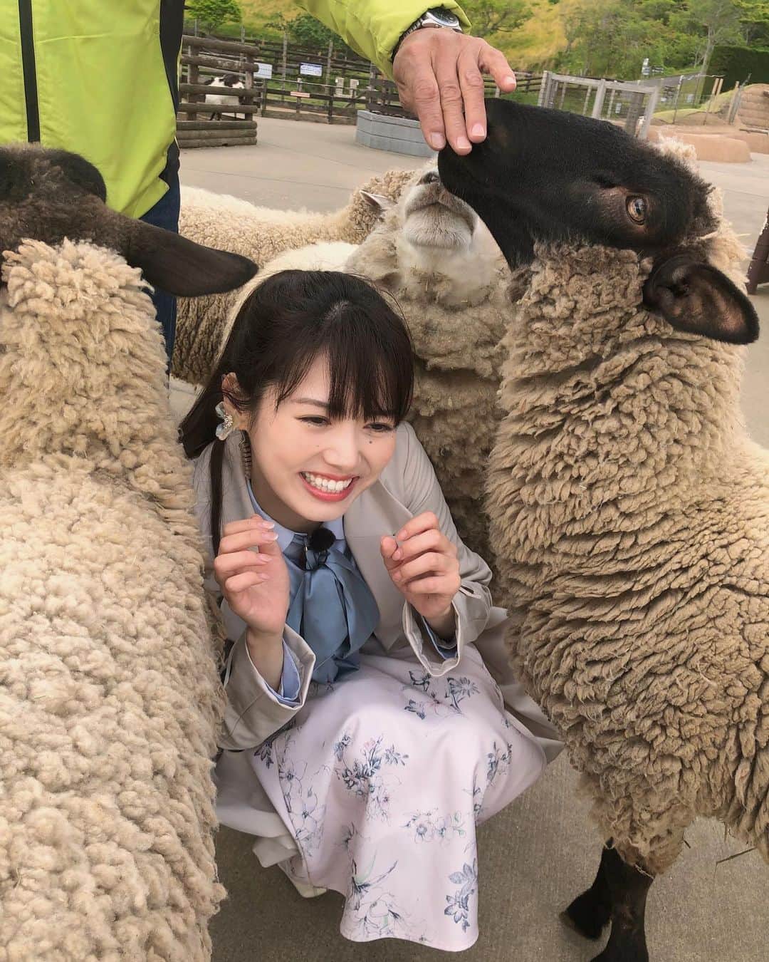 谷尻萌さんのインスタグラム写真 - (谷尻萌Instagram)「おはようさん^ ^🐏💕 今朝は千葉県富津市にある マザー牧場からお伝えしました！！  沢山の可愛いもふもふな羊さん達が 近くに来てくれてテンションが上がりました❣️  餌やりを体験させてもらいましたよ♪  私の手をべろ〜んっと舐められました笑笑 そんなにお腹空いていたのかい？🤣  幸せすぎる中継でした！！☺️  みなさんも素敵なゴールデンウィークになりますように🍀 お仕事の方も応援しています💚  #マザー牧場 #めざましどようび」4月29日 10時03分 - tanijiri_moe