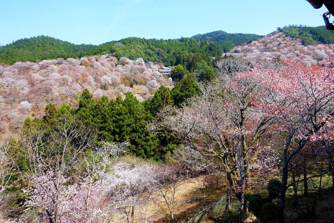 あやつるぽんさんのインスタグラム写真 - (あやつるぽんInstagram)「.'..☕️🌸 , . . 日本一の桜と言われる奈良県吉野山へ 一目千本桜みにいった とてつもなく綺麗でこの景色見ながらならどこまでも山登れる 休憩しながらとても楽しい過ごし方できた 途中で見つけた KR Kaffee目の前一面の桜が見られて コーヒーが飲める最高の場所でした 価格も300円からでリーズナブルでした 癒される空間 . 📍〒639-3115 奈良県吉野郡吉野町吉野山９５３ 近鉄吉野線吉野駅より徒歩30分 吉野ロープウェイ吉野山駅より徒歩15分 バスの場合は中千本公園より徒歩5分  🕛10:00-16:00 定休日　火曜 . . #カフェ #奈良県カフェ #吉野山の桜 #吉野山千本桜 #吉野山カフェ #吉野山 #吉野山グルメ」4月29日 10時16分 - ayatsurupon
