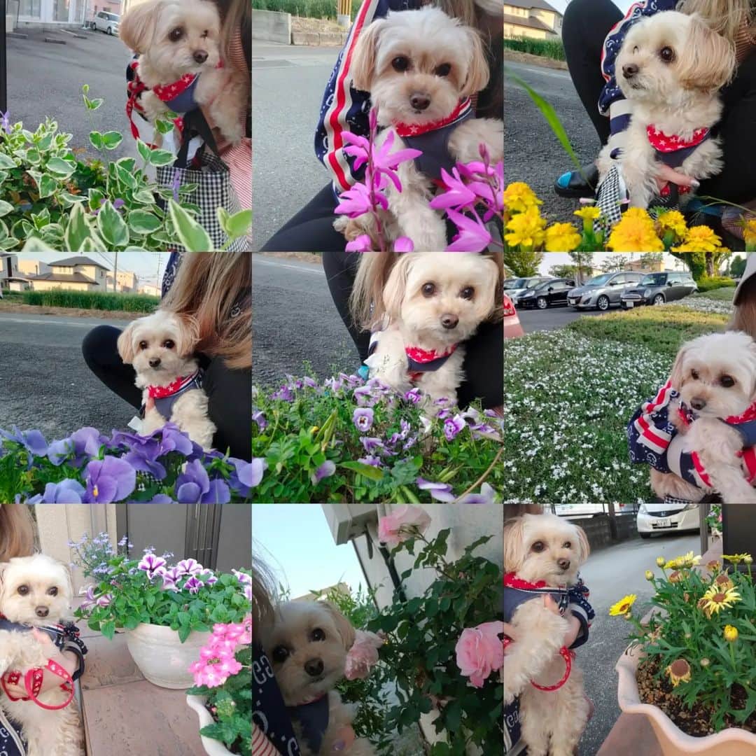 MISAさんのインスタグラム写真 - (MISAInstagram)「可愛い可愛い　コロンと 散歩したり、のんびりしたり 親友と遊んだり　美味しい料理食べたり 熊本の実家で癒やされてます！  　 甘えん坊で　天真爛漫　で　賢い　チワプー♥ #チワプー #chihuahua #poodle #mix #愛犬#dog #doglover」4月29日 10時15分 - m1sa_dancer