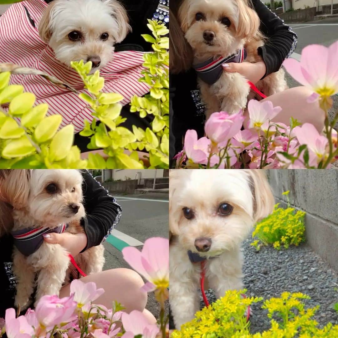 MISAのインスタグラム：「可愛い可愛い　コロンと 散歩したり、のんびりしたり 親友と遊んだり　美味しい料理食べたり 熊本の実家で癒やされてます！  　 甘えん坊で　天真爛漫　で　賢い　チワプー♥ #チワプー #chihuahua #poodle #mix #愛犬#dog #doglover」