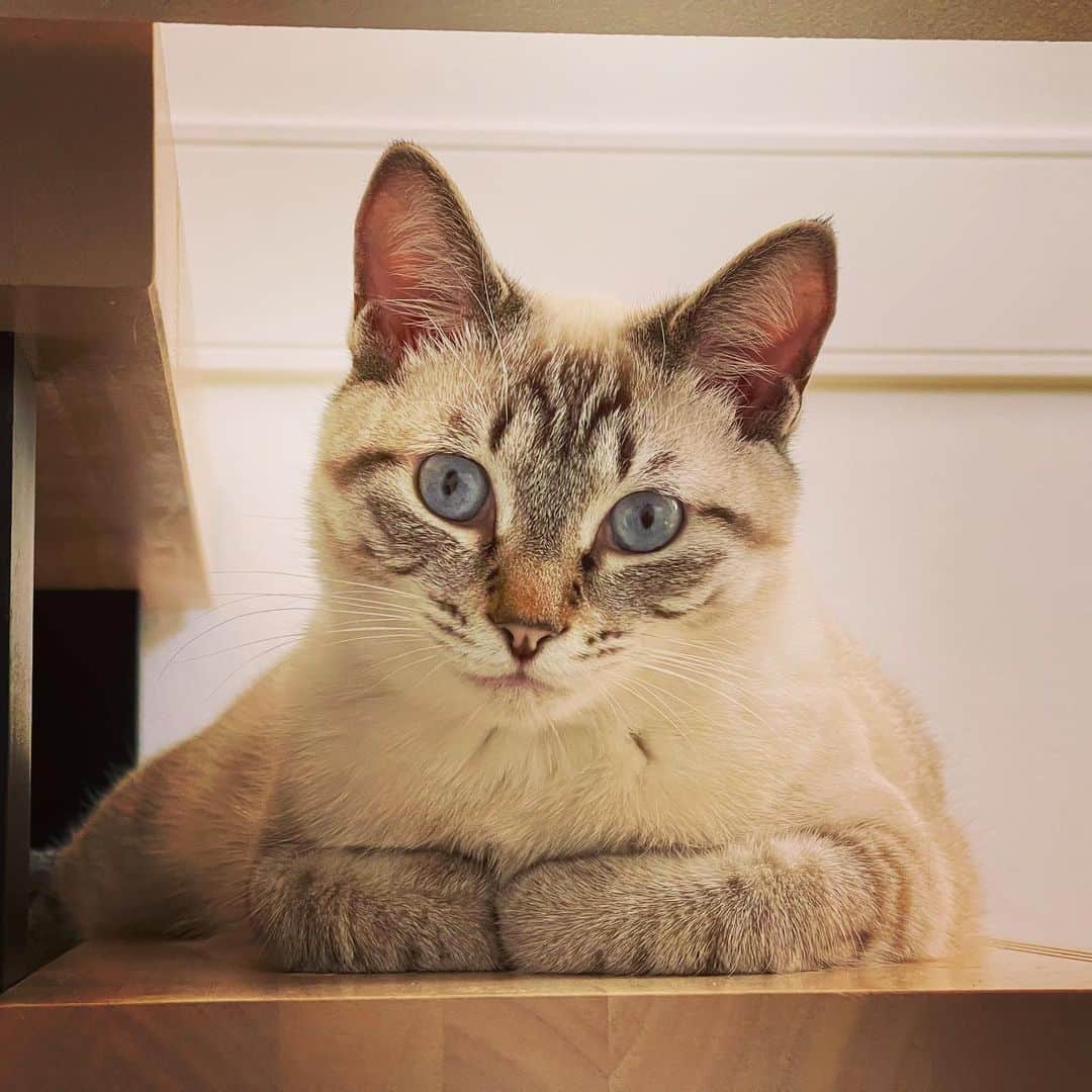 田中要次のインスタグラム：「今日からGW。Guri Week ニャ♡ #猫Guri #Bo_nyans #猫のいる暮らし」