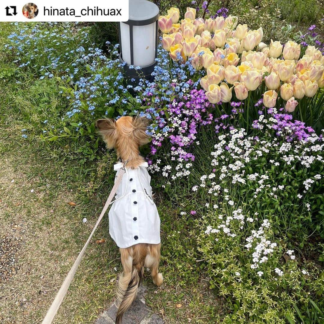 Caluluさんのインスタグラム写真 - (CaluluInstagram)「ANNA  SUIのリボンタイシャツワンピースを着てくださいました👗  とても上品で可愛いです❤️  お花とのショットもとても素敵です📸💐  これからもお出かけのときに沢山着てくださいね✨  #Repost @hinata_chihuax with @use.repost ・・・ イングリッシュガーデン🌷  ANNA SUIのワンピース着て行ったらご婦人たちにモテモテ😊💕  「連れてる人より良い服着てるわー！」って言われたのは笑った🤣  チューリップ目当てで行ったけど桜も咲いてて嬉しくなったね🌸  #チワックス #チワックスタグラム #チワックス倶楽部  #チワックス部 #チワックス好きと繋がりたい #チワックス党 #立ち耳チワックス #チワックス犬 #チワックスのいる暮らし #チワックス女の子 #いぬすたぐらむ #犬好きな人と繋がりたい #わんこ #ミックス犬 #ミックス犬同好会 #mixdog #mixdogstagram #dog #dogstagram #chihuahuax #犬と花 #びわ湖大津館 #イングリッシュガーデン #びわ湖大津館イングリッシュガーデン #calulu #カルル #カルルドッグウェア #カルルわんこの会 #チワックスのひなた」4月29日 11時30分 - calulu_dogwear