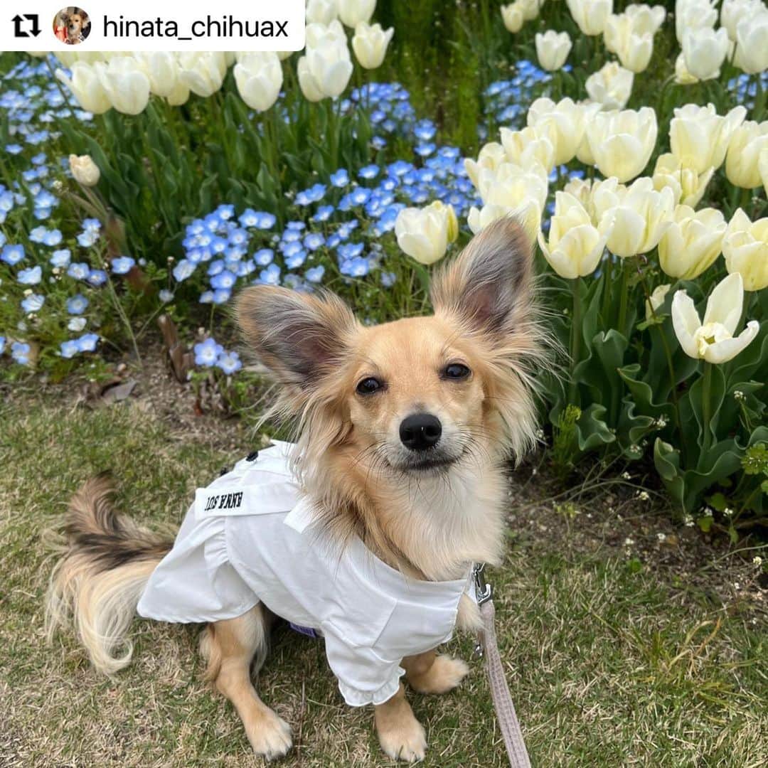 Caluluさんのインスタグラム写真 - (CaluluInstagram)「ANNA  SUIのリボンタイシャツワンピースを着てくださいました👗  とても上品で可愛いです❤️  お花とのショットもとても素敵です📸💐  これからもお出かけのときに沢山着てくださいね✨  #Repost @hinata_chihuax with @use.repost ・・・ イングリッシュガーデン🌷  ANNA SUIのワンピース着て行ったらご婦人たちにモテモテ😊💕  「連れてる人より良い服着てるわー！」って言われたのは笑った🤣  チューリップ目当てで行ったけど桜も咲いてて嬉しくなったね🌸  #チワックス #チワックスタグラム #チワックス倶楽部  #チワックス部 #チワックス好きと繋がりたい #チワックス党 #立ち耳チワックス #チワックス犬 #チワックスのいる暮らし #チワックス女の子 #いぬすたぐらむ #犬好きな人と繋がりたい #わんこ #ミックス犬 #ミックス犬同好会 #mixdog #mixdogstagram #dog #dogstagram #chihuahuax #犬と花 #びわ湖大津館 #イングリッシュガーデン #びわ湖大津館イングリッシュガーデン #calulu #カルル #カルルドッグウェア #カルルわんこの会 #チワックスのひなた」4月29日 11時30分 - calulu_dogwear