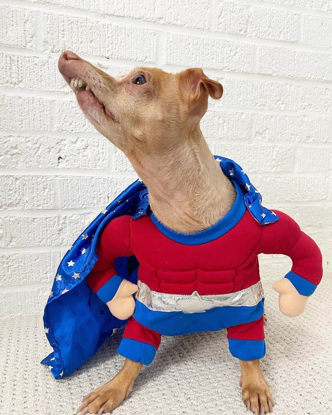 Tuna {breed:chiweenie} のインスタグラム：「He’s super and he’s my hero, so. #nationalsuperheroday」