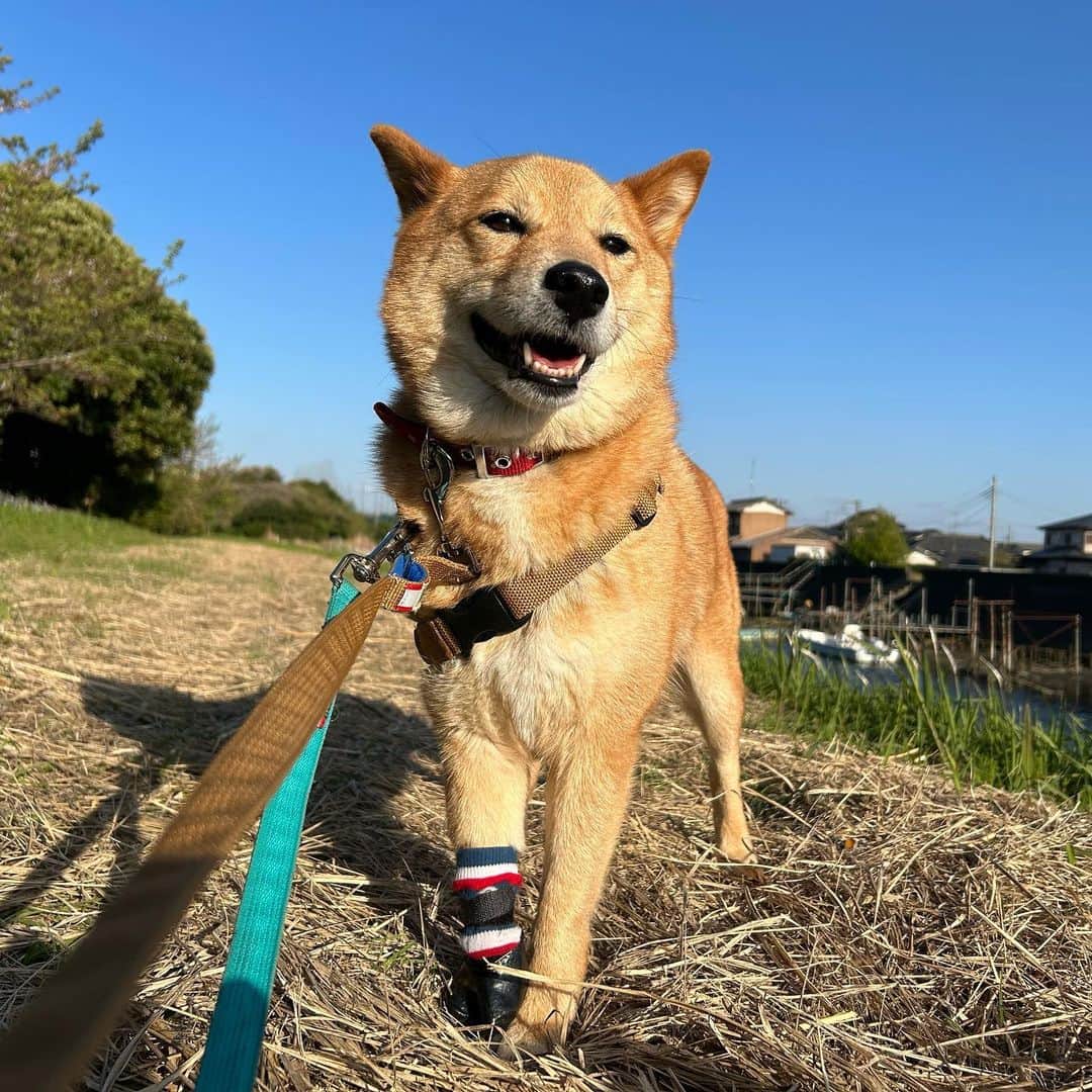 坂上忍のインスタグラム：「みんな！ 今日の20時！ さかがみ家のチャンネルが配信されるよ！  今回は・・・ 春の新入生！ 高知県から来たあたちたち4匹の特集♡  編集は桑原お姉ちゃんだよ！  お楽しみにね♪  名前：チー 年齢：6歳 性別：女の子 犬種：ミックス 趣味：お散歩  Name : Chi Age : 6 Gender : Girl Breed : MIX Hobby : walking  #さかがみ家 #保護犬 #保護猫 #里親募集中 #犬#猫#かわいい #dog #cat #animals #nature #animallover #pets #cute #adaptable #dogs #cats #instaanimals #adaption #rescuedogs #rescuecats #puppy #kitten #japan #animalshelter」