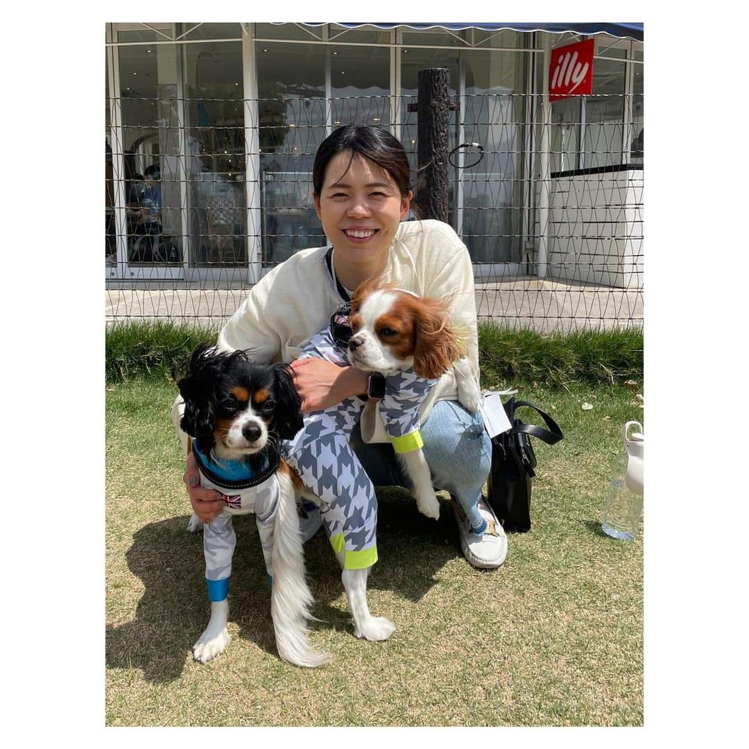 星奈津美さんのインスタグラム写真 - (星奈津美Instagram)「⁡ 🐶💛💚📷✨ #キャバリア #キャバリアキングチャールズスパニエル #ブレンハイム #トライカラー #ハル太 #ふゆ太 #はるふゆ #ドッグラン」4月29日 12時39分 - ntm_hoshi