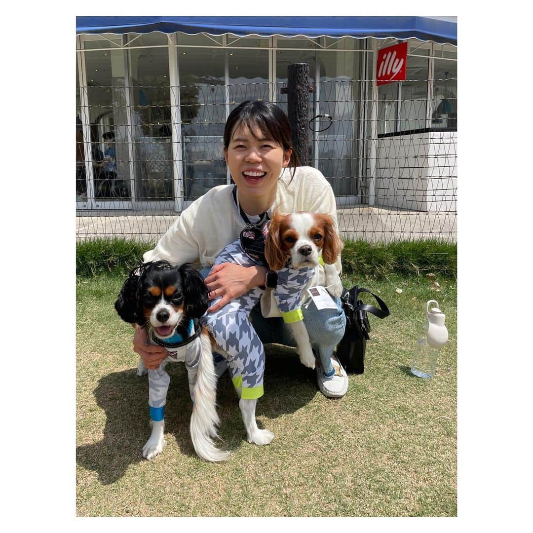 星奈津美のインスタグラム：「⁡ 🐶💛💚📷✨ #キャバリア #キャバリアキングチャールズスパニエル #ブレンハイム #トライカラー #ハル太 #ふゆ太 #はるふゆ #ドッグラン」