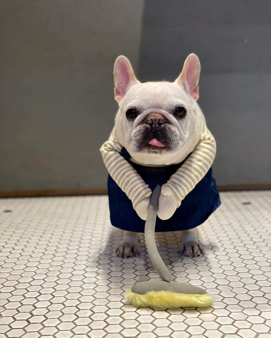 大蔵さんのインスタグラム写真 - (大蔵Instagram)「Enjoy your long holidays🤙🏽🤙🏽🤙🏽 . 素敵やーんなGWを🤙🏽🤙🏽🤙🏽 . #frenchie #frenchbulldog  #frenchielove #frenchiegram  #フレブル #フレンチブルドッグ  #ウタ #モニ #ウタモニ #ゆっくり休むのも仕事☺️」4月29日 13時01分 - ketsume_daizo