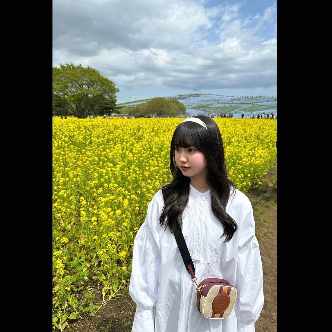 仲吉玲亜のインスタグラム：「.  お花に合わせて珍しくかわいらしい洋服を着ました🌼  菜の花とネモフィラがとても綺麗でした☺︎  #ネモフィラ #ひたち海浜公園 #お花畑」