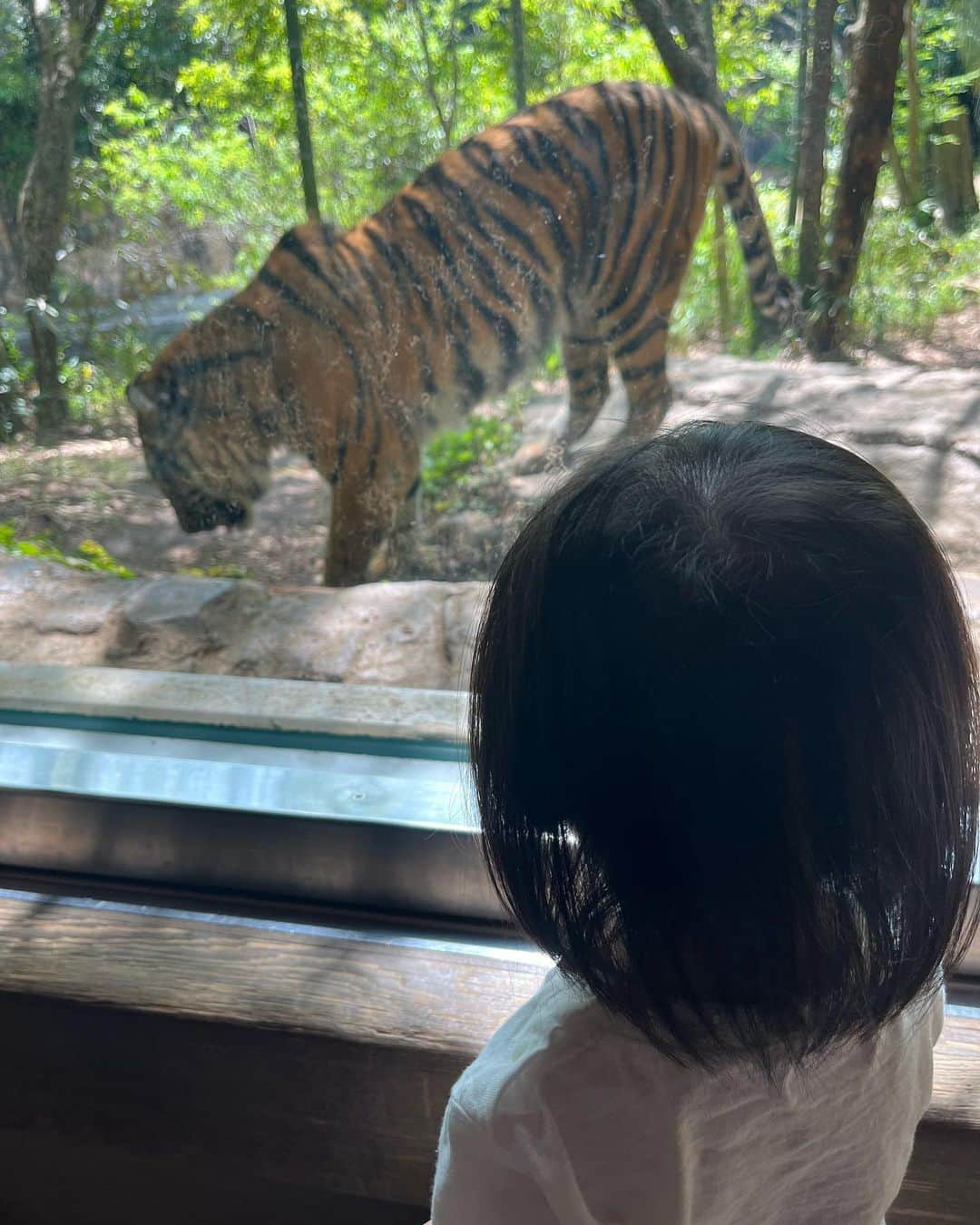 中里さや香さんのインスタグラム写真 - (中里さや香Instagram)「ゴールデンウィークにちなんで東京に帰宅‼︎ 横浜動物園ズーラシアに行ってきました🐘✨  ズーラシアってインターバル長いよね💦笑  でも動物がすごい近くで見えるし、遊具もポイント毎に分散されてあるからそこまで混むこともなく遊べて見れて、楽しかった😊💓  やっぱりママ（自分の笑）がいると、子ども🧒も抱っこしてくれるし一緒に遊んでくれるから大分楽ちん笑😆  明日から新潟に行ってきまーす🚗 新潟で美味しい物あったら教えてください✨  #動物園#ズーラシア#横浜ズーラシア #動物#zoo#animal #オカピー#横浜#新潟#女の子ママ #1歳7ヶ月」4月29日 22時45分 - sayakashi1217