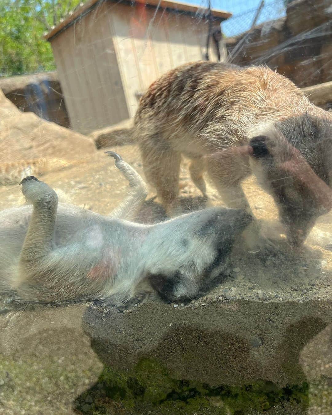 中里さや香さんのインスタグラム写真 - (中里さや香Instagram)「ゴールデンウィークにちなんで東京に帰宅‼︎ 横浜動物園ズーラシアに行ってきました🐘✨  ズーラシアってインターバル長いよね💦笑  でも動物がすごい近くで見えるし、遊具もポイント毎に分散されてあるからそこまで混むこともなく遊べて見れて、楽しかった😊💓  やっぱりママ（自分の笑）がいると、子ども🧒も抱っこしてくれるし一緒に遊んでくれるから大分楽ちん笑😆  明日から新潟に行ってきまーす🚗 新潟で美味しい物あったら教えてください✨  #動物園#ズーラシア#横浜ズーラシア #動物#zoo#animal #オカピー#横浜#新潟#女の子ママ #1歳7ヶ月」4月29日 22時45分 - sayakashi1217