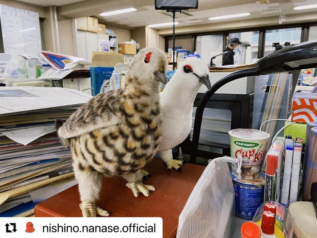 西野七瀬のインスタグラム：「#西野七瀬インスタ投稿 2023/4/29 #Repost @nishino.nanase.official  ・・・ @drchocolate_ntv   このあと22時より第二話です！ 奧泉のデスクには夏毛、冬毛、の 二羽の雷鳥がおります。かわいい✨ 密かに(ちょっとだけ)雷鳥たちの映り方にもこだわって撮影されていたりします。」