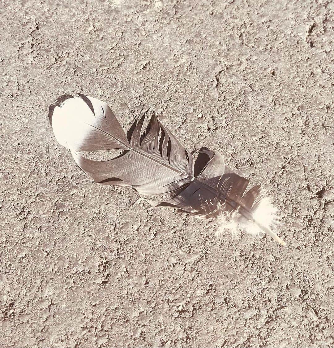 人時さんのインスタグラム写真 - (人時Instagram)「歩いていると空から羽根がクルクルと回りながら舞い降りてきた。  悪くないらしい♪」4月29日 23時18分 - hitokill