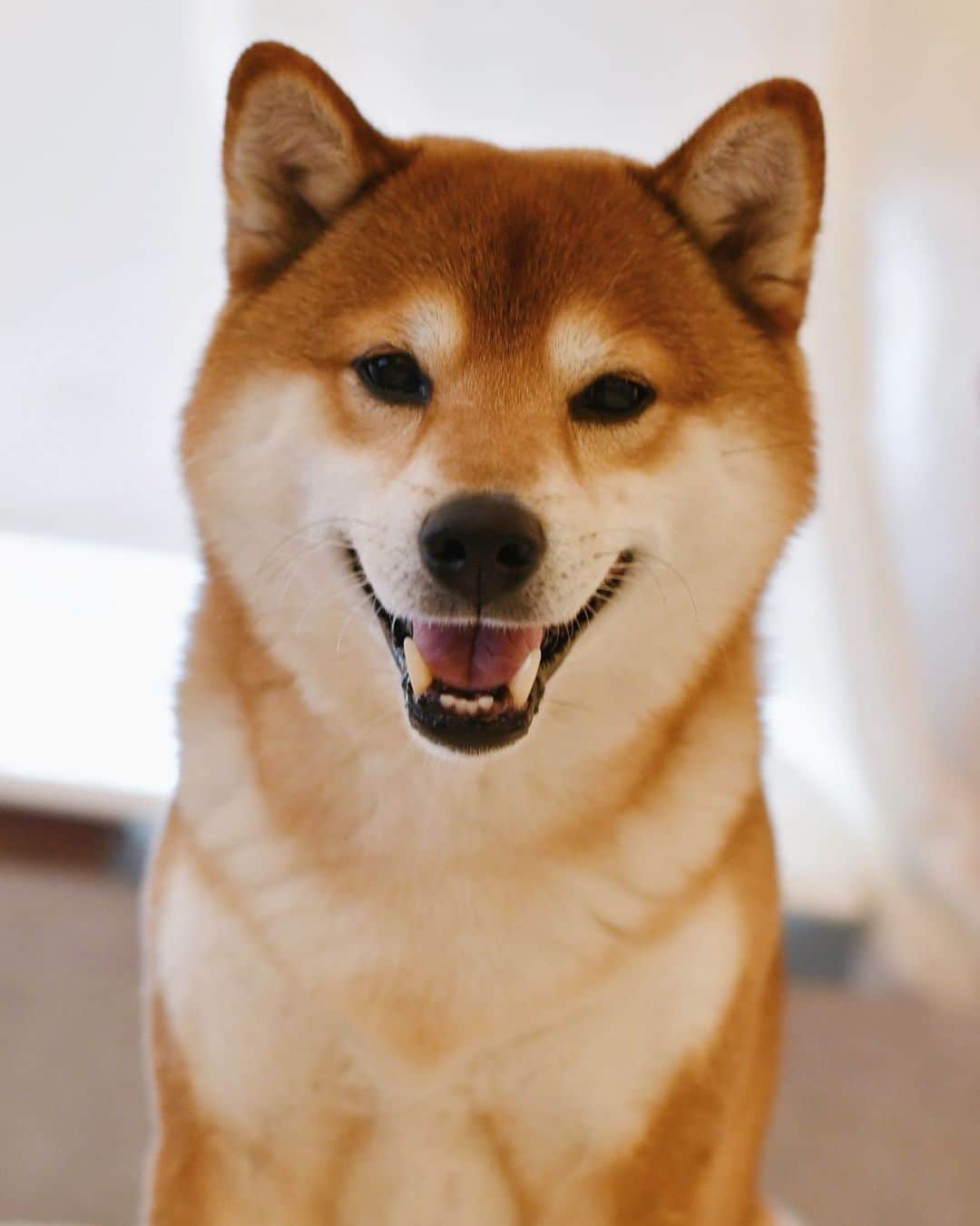 ?Fricko the Shiba Inu?のインスタグラム：「😆😆fully recovered from the teeth surgery!💪🏼😎👍🏼 🐾 🐾 🐾 #Fricko #🐶 #☀️ #shiba #shibainu #dog #柴犬 #赤柴  #dogoftheday  #weeklyfluff #aww  #puppies」