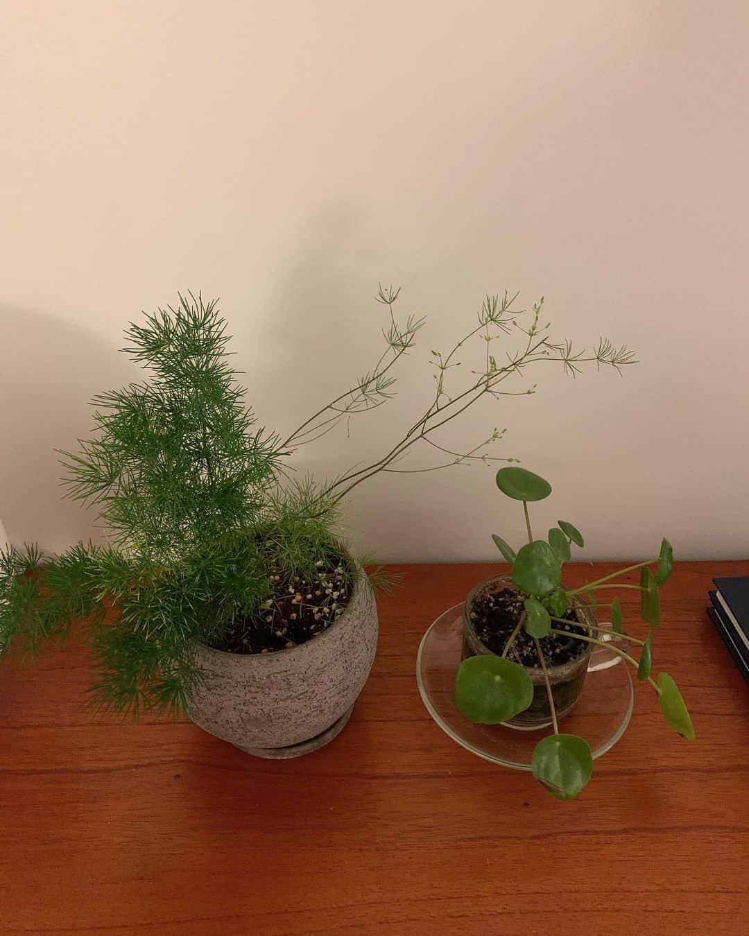 セム さんのインスタグラム写真 - (セム Instagram)「새로운 식물존 싸리를 정말 멋지게 키워보고 싶은데 몇번이나 떠나보내고 세번째 도전하면서 흰싸리, 보라싸리를 데리고 왔다 이번엔 특급으로 모셔드릴게요..」4月29日 23時33分 - iamyina
