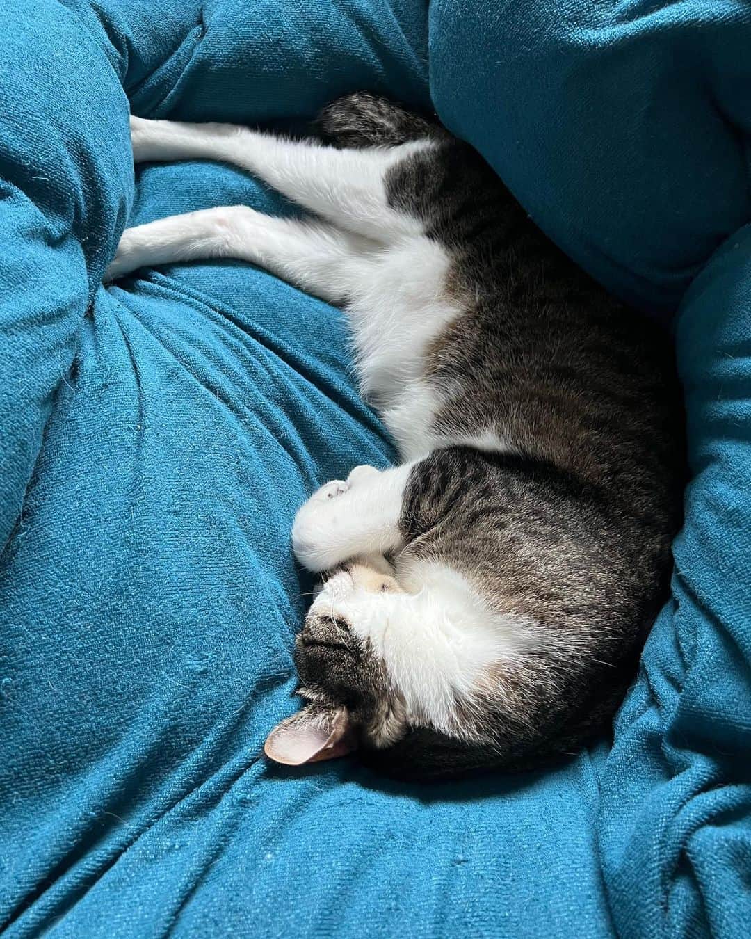 桜咲千依さんのインスタグラム写真 - (桜咲千依Instagram)「私の椅子に座り、私のベッドで眠る、、、 あちゃりは私なのかもしれない(´・ω・｀)🐾   #猫  #サバ白  #あさり」4月29日 23時48分 - ousakichiyo
