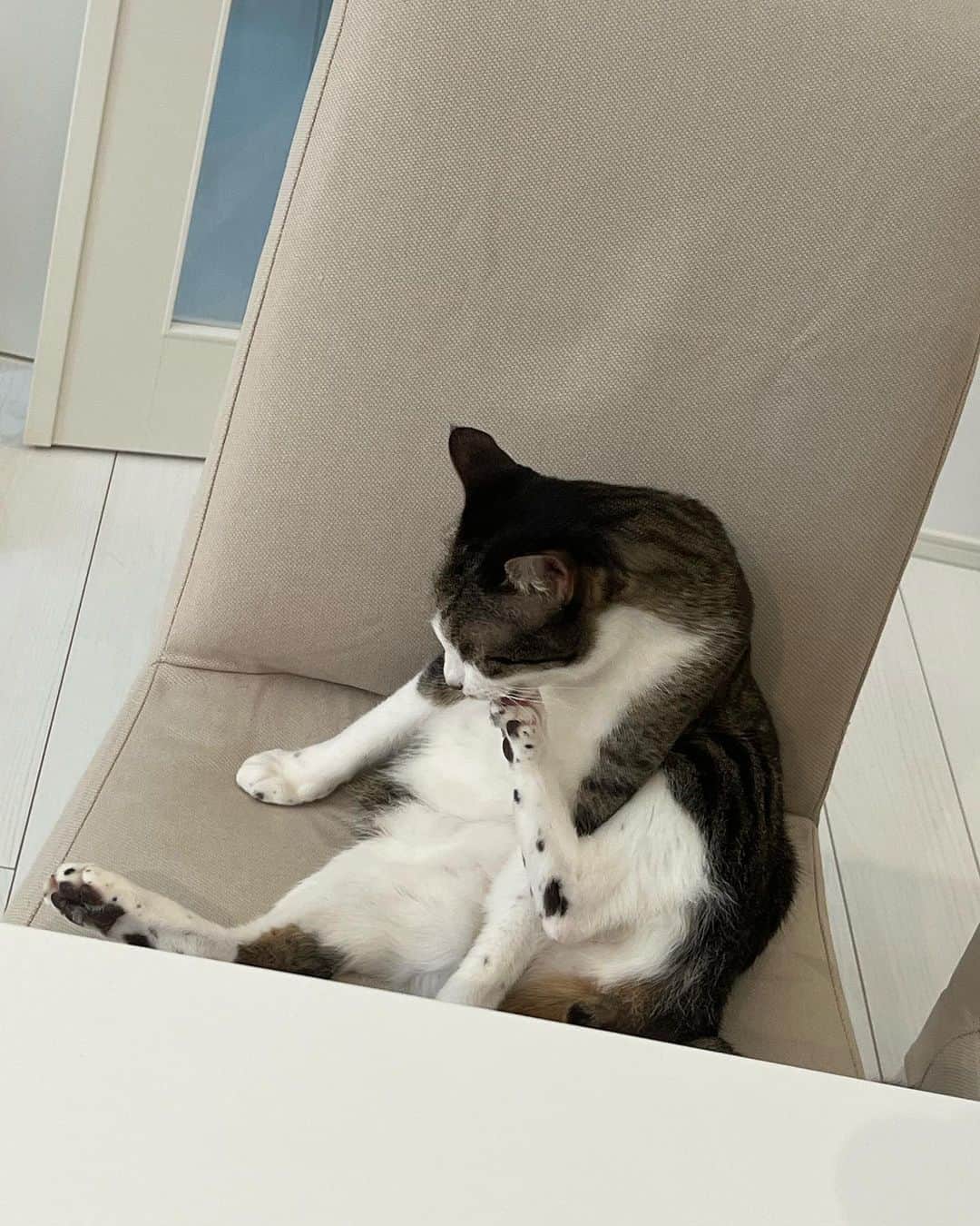 桜咲千依のインスタグラム：「私の椅子に座り、私のベッドで眠る、、、 あちゃりは私なのかもしれない(´・ω・｀)🐾   #猫  #サバ白  #あさり」