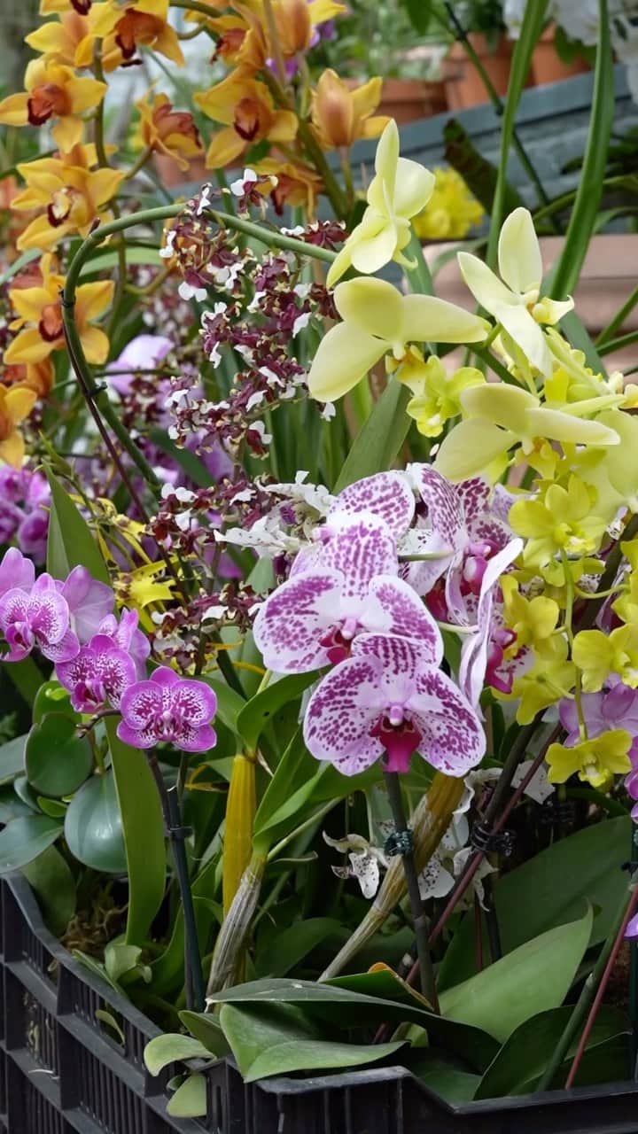 ニューヨーク植物園のインスタグラム
