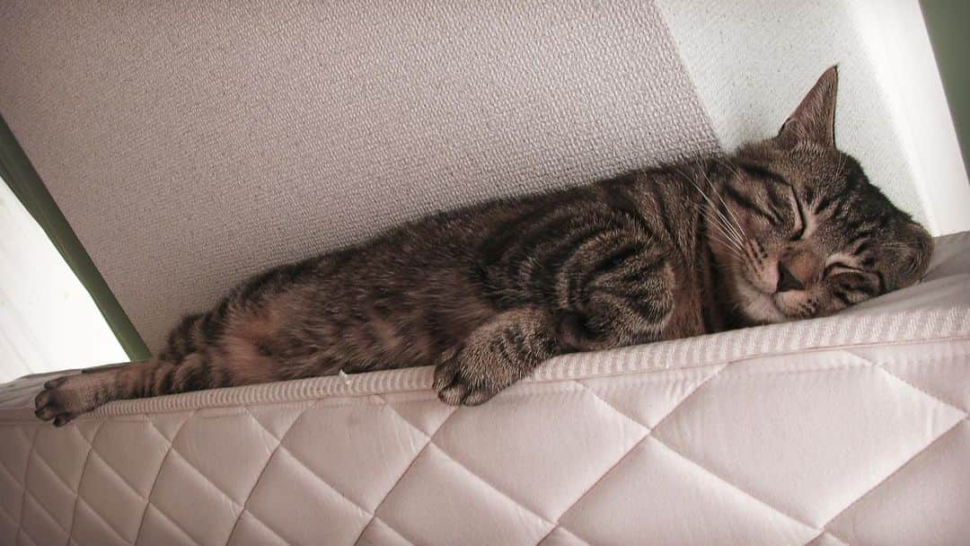 Musashiのインスタグラム：「2008年7月ちびムサシ。おしっこ避けで立ててあるマットレスの上でお昼寝。寝顔がかわいすぎる。Siesta.💤 #mck延長戦 #musashi_the_cat #musashi #mck #cat #キジトラ #ムサシさん」