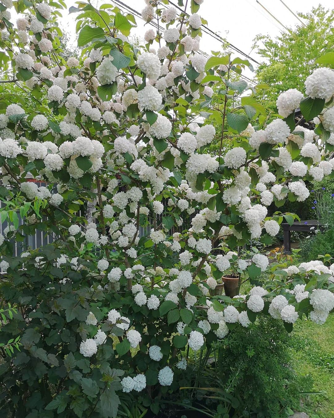 sho.candyさんのインスタグラム写真 - (sho.candyInstagram)「🍃🍃お庭のピンクオオデマリ🍃🍃  お庭の花を大胆にカットして家に生ける日が来るのを夢見ていた昔😚 いつのまにかこんなふうにケチらず🤭実現可能に😙✨ なんて幸せなことなのでしょうか✨  ピンクオオデマリの色の変化も毎年の楽しみ♡ ピンクの優しい色💠が大好きです💞😀  #ピンクオオデマリ#オオデマリ#大手毬#花のある暮らし#ガーデン#ガーデニング#flower#インテリア#季節を楽しむ#花#フラワーベース#DULTON#ガラス#interior」4月29日 15時24分 - sho.candy