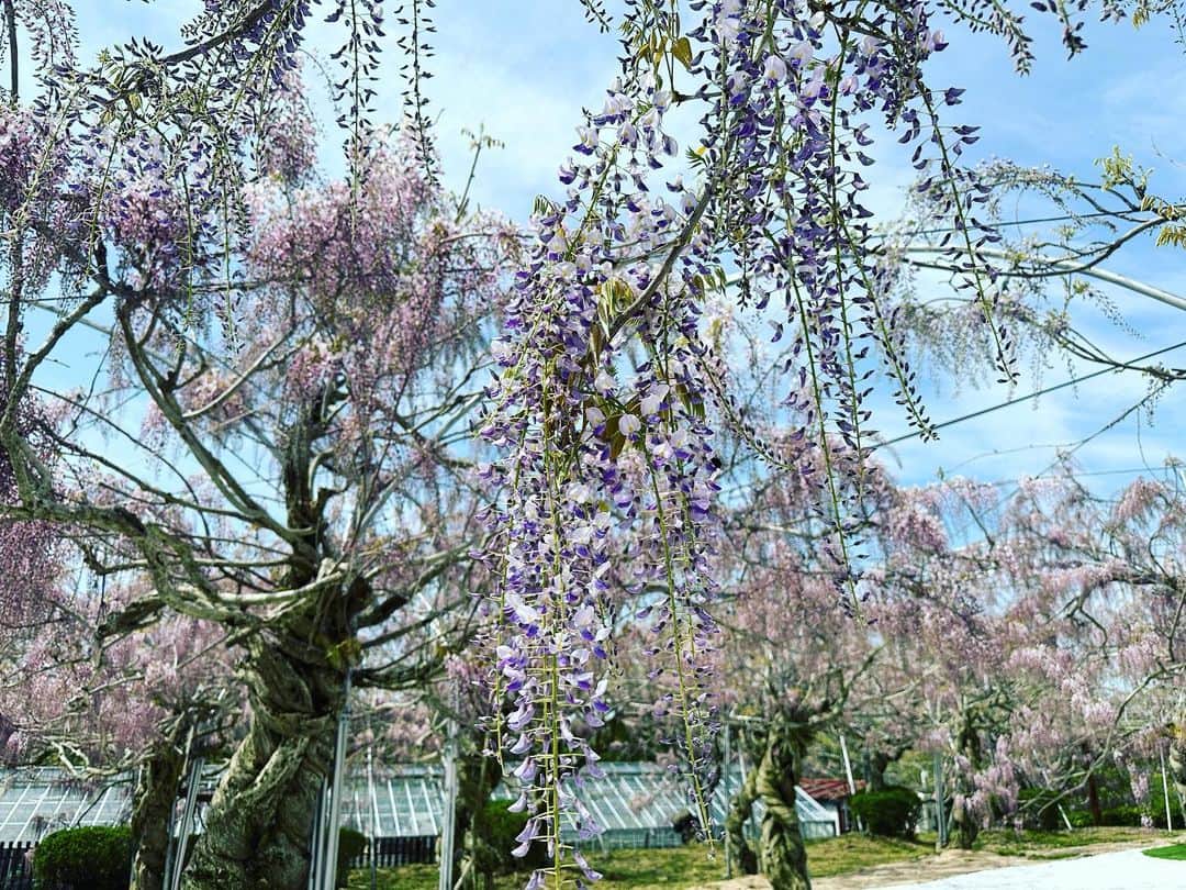 大隅智子さんのインスタグラム写真 - (大隅智子Instagram)「広島で初めてロケに行ってきました。　 世羅町のせらふじ園では、早くも見頃になっている藤の花も多く、ふじまつりが予定より早く開催されています。 地面に白石が敷き詰められているエリアでは、紫と白のコントラストがきれいでした！ ふじソフトや藤色のあんが入ったどら焼きも美味しかったです。 #ふじ  #藤  #藤の花 #藤棚 #世羅町」4月29日 15時36分 - tomokotenki